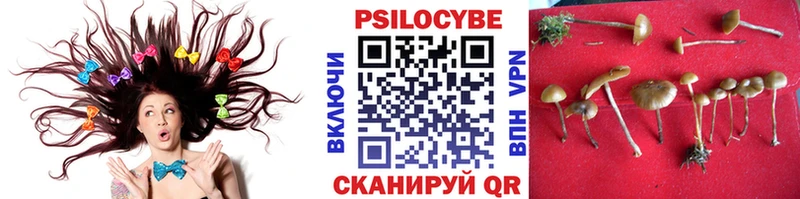 Купить закладки  Отрадный  Псилоцибиновые грибы мицелий 